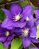 CLEMATIS HYBRID JACKMANII I 25 P.BAG