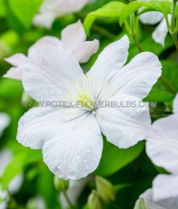 CLEMATIS HYBRID ‘MADAME LE COULTRE I (25 P.BAG)