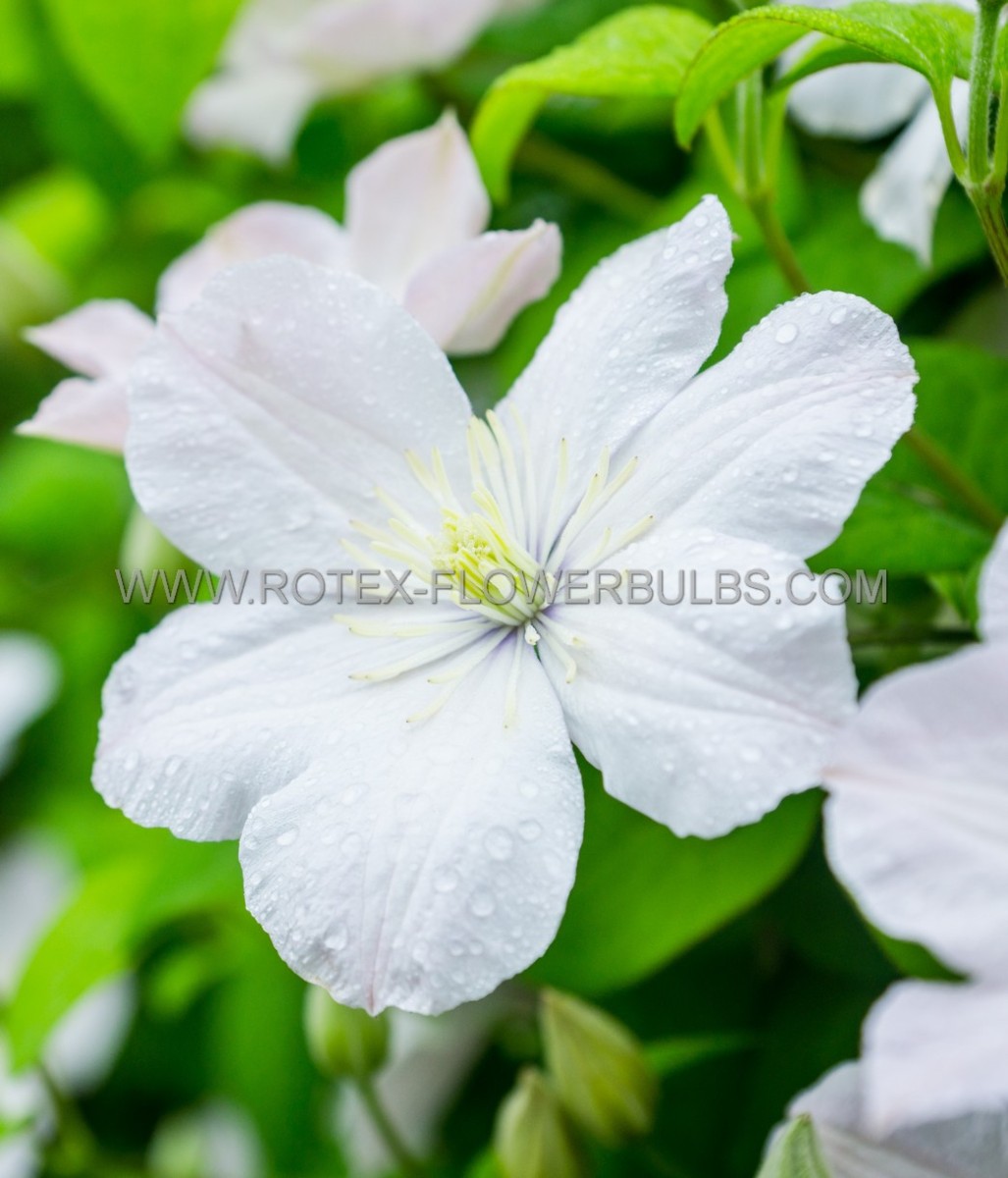 CLEMATIS HYBRID ‘MADAME LE COULTRE‘ I (25 P.BAG)