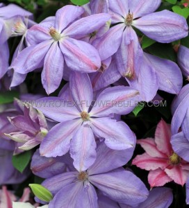 CLEMATIS HYBRID ‘MRS. CHOLMONDELEY‘ I (25 P.BAG)