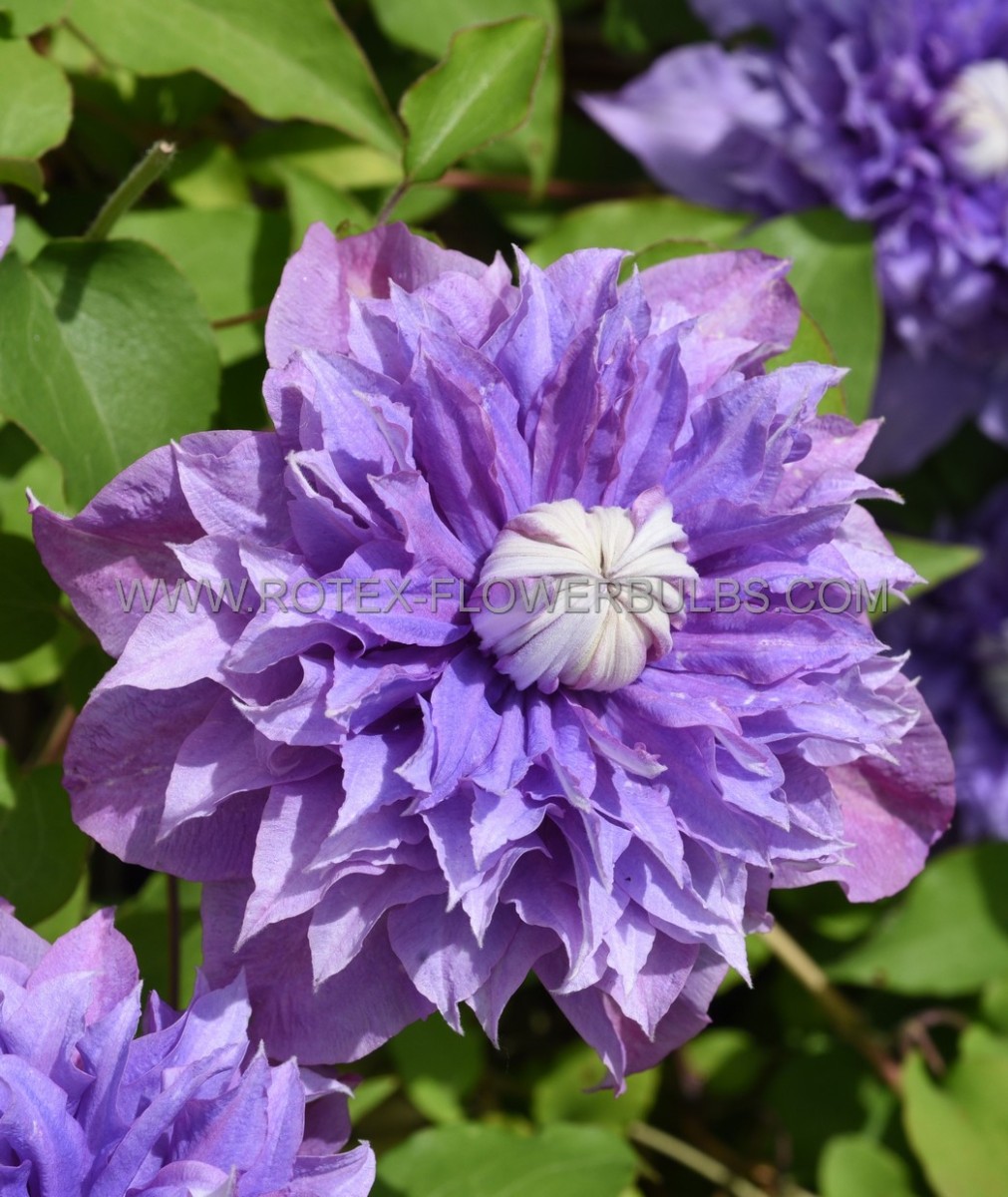 CLEMATIS HYBRID ‘MULTI BLUE‘ I (25 P.BAG)