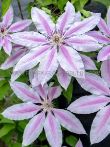 CLEMATIS HYBRID ‘NELLY MOSER‘ I (25 P.BAG)