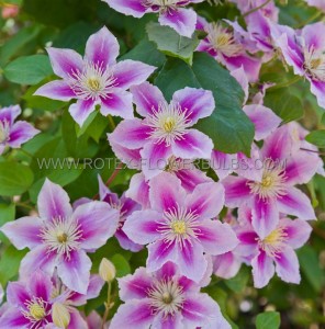 CLEMATIS HYBRID ‘PIILU‘ I (25 P.BAG)