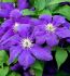 CLEMATIS HYBRID RASPUTIN I 25 P.BAG