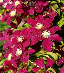 CLEMATIS HYBRID ‘ROUGE CARDINAL‘ I (25 P.BAG)