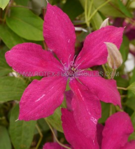 CLEMATIS HYBRID ‘RUUTEL‘ I (25 P.BAG)