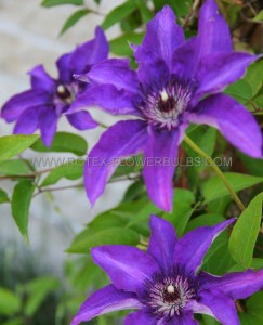 CLEMATIS HYBRID ‘THE PRESIDENT‘ I (25 P.BAG)