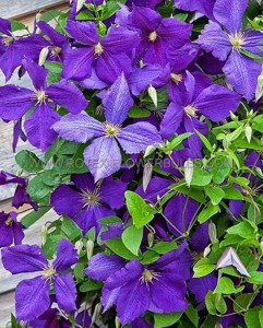 CLEMATIS ‘JACKMANII‘ NO.1 - CL162 (5 P.VAR.)