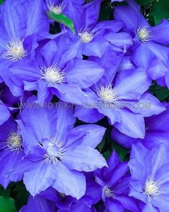 CLEMATIS ‘RHAPSODY‘ NO.1 - CL250 (5 P.VAR.)