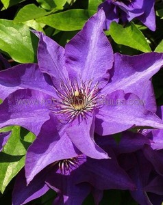 CLEMATIS ‘THE PRESIDENT‘ NO.1 - CL227 (5 P.VAR.)