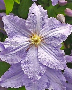 CLEMATIS ‘WILL GOODWIN‘ NO.1 - CL338 (5 P.VAR.)