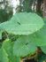 COLOCASIA ELEPHANT EAR GIGANTEA THAI GIANT 15-UP 10 LOOSE P.OPEN TOP BOX