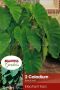 COLOCASIA ESCULENTA (ELEPHANT EAR) 7“-9“ (10 QUALITY PKGS.X 2)