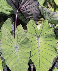 COLOCASIA ESCULENTA (ELEPHANT EAR) ‘BLUE HAWAII‘ TOPSIZE (15 P.OPEN TOP BOX)