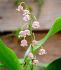 CONVALLARIA LILY OF THE VALLEY MAJALIS ROSEA I 25 P.BAG