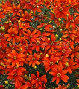 COREOPSIS (TICKSEED) VERTICILLATA ‘CRAZY CAYENNE‘ I (25 P.BAG)