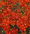 COREOPSIS TICKSEED VERTICILLATA CRAZY CAYENNE I 25 P.BAG