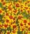 COREOPSIS TICKSEED VERTICILLATA CURRY UP I 25 P.BAG