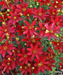 COREOPSIS (TICKSEED) VERTICILLATA ‘HOT PAPRIKA‘ I (25 P.BAG)