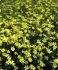 COREOPSIS TICKSEED VERTICILLATA MOONBEAN I 25 P.BAG