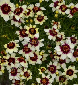 COREOPSIS (TICKSEED) VERTICILLATA ‘RED HOT VANILLA‘ I (25 P.BAG)