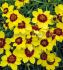 COREOPSIS TICKSEED VERTICILLATA SASSY SAFFRON I 25 P.BAG