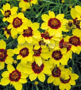 COREOPSIS (TICKSEED) VERTICILLATA ‘SASSY SAFFRON‘ I (25 P.BAG)