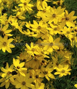 COREOPSIS (TICKSEED) VERTICILLATA ‘ZAGREB‘ I (25 P.BAG)