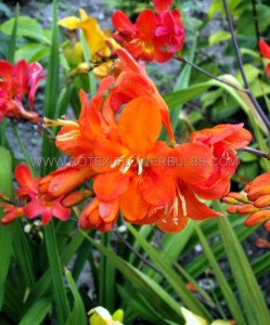 CROCOSMIA (MONTBRETIA) MASONIORUM ‘OKAVANGO‘ 8/10 CM. (75 P.BAG)