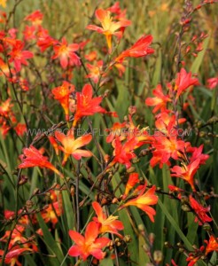 CROCOSMIA (MONTBRETIA) XCROCOSMIIFLORA ‘CARMINE BRILLIANT‘ 8/10 CM. (75 P.BAG)