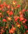 CROCOSMIA MONTBRETIA XCROCOSMIIFLORA CARMINE BRILLIANT 810 CM. 75 P.BAG