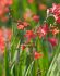 CROCOSMIA MONTBRETIA XCROCOSMIIFLORA CARMINE BRILLIANT 810 CM. 75 P.BAG