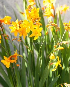 CROCOSMIA (MONTBRETIA) XCROCOSMIIFLORA ‘COLUMBUS‘ 8/10 CM. (75 P.BAG)