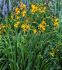 CROCOSMIA MONTBRETIA XCROCOSMIIFLORA GEORGE DAVIDSON 810 CM. 75 P.BAG