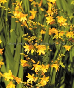 CROCOSMIA (MONTBRETIA) XCROCOSMIIFLORA ‘HONEY ANGELS‘ 8/10 CM. (75 P.BAG)