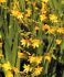 CROCOSMIA MONTBRETIA XCROCOSMIIFLORA HONEY ANGELS 810 CM. 75 P.BAG