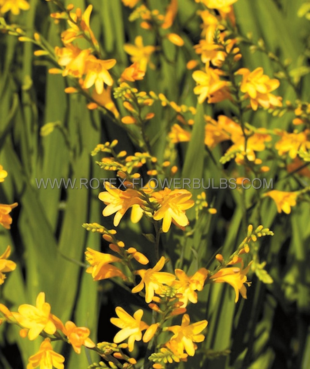 CROCOSMIA (MONTBRETIA) XCROCOSMIIFLORA ‘HONEY ANGELS‘ 8/10 CM. (75 P.BAG)