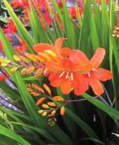 CROCOSMIA (MONTBRETIA) XCROCOSMIIFLORA ‘LIMPOPO‘ 8/10 CM. (75 P.BAG)