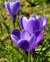 CROCUS AQUA 910 CM. 15 QUALITY PKGS.X 10