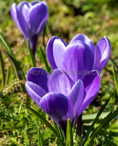 CROCUS ‘AQUA‘ 9/10 CM. (250 LOOSE P.BINBOX)