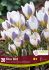 CROCUS BOTANICAL BLUE BIRD 56 CM. 15 QUALITY PKGS.X 20