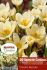 CROCUS BOTANICAL CREAM BEAUTY 56 CM. 15 QUALITY PKGS.X 20