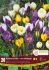 CROCUS BOTANICAL MIX 56 CM. 15 QUALITY PKGS.X 20