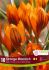 CROCUS BOTANICAL ORANGE MONARCH 56 CM. 15 QUALITY PKGS.X 10