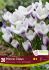 CROCUS BOTANICAL PRINS CLAUS 56 CM. 15 QUALITY PKGS.X 20