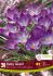 CROCUS BOTANICAL RUBY GIANT 56 CM. 15 QUALITY PKGS.X 20