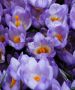 CROCUS BOTANICAL ‘TRICOLOR‘ 5/6 CM. (15 QUALITY PKGS.X 20)