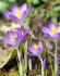 CROCUS BOTANICAL WHITEWELL PURPLE 56 CM. 15 QUALITY PKGS.X 20