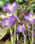 CROCUS BOTANICAL ‘WHITEWELL PURPLE‘ 5/6 CM. (15 QUALITY PKGS.X 20)