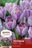 CROCUS PICKWICK 910 CM. 15 QUALITY PKGS.X 10